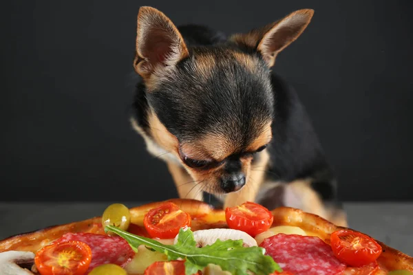Chihuahua hond met pizza — Stockfoto