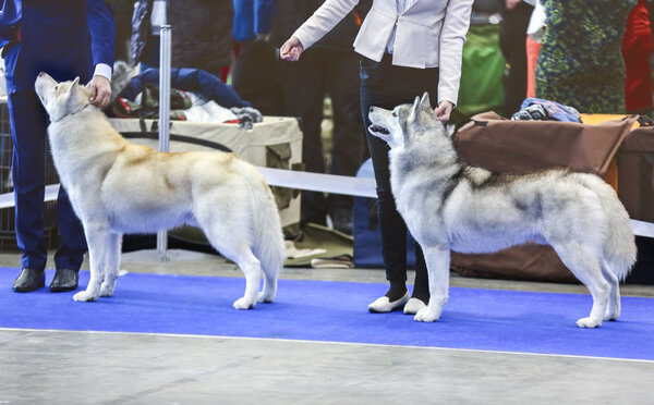 husky dogs at show