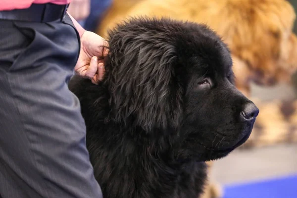 Cão bonito no show — Fotografia de Stock