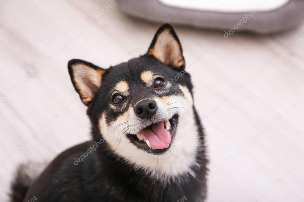 little Shiba Inu dog