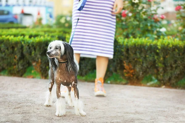 Mulher passeando seu cão — Fotografia de Stock