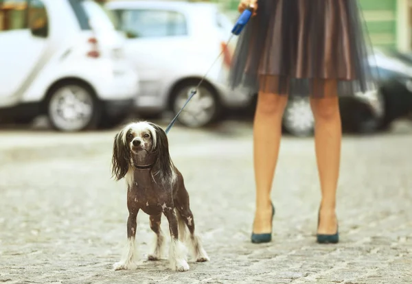 Mujer paseando a su perro —  Fotos de Stock