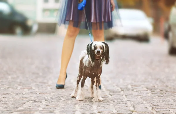Vrouw die haar hond uitlaat — Stockfoto