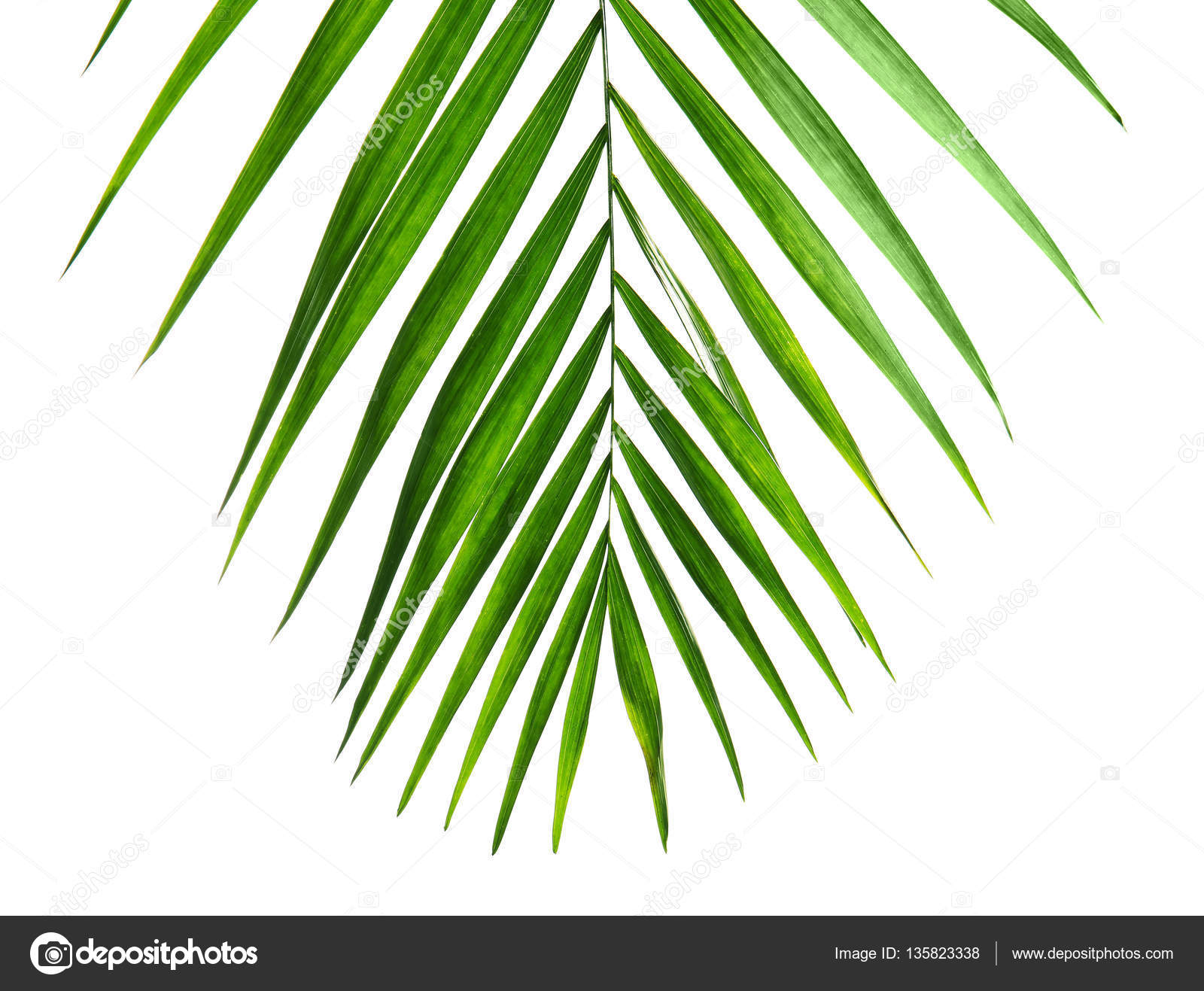 Green palm leaf Stock Photo by ©belchonock 135823338