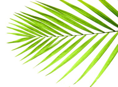 Yeşil palmiye yaprağı 