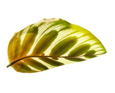 egzotik yeşil yaprak 