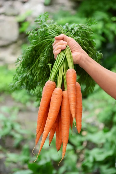 Mujer sosteniendo zanahorias — Foto de Stock
