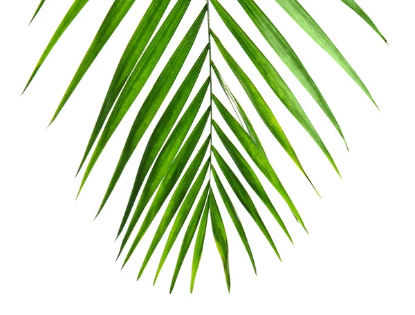 Green palm leaf — Stock Photo, Image