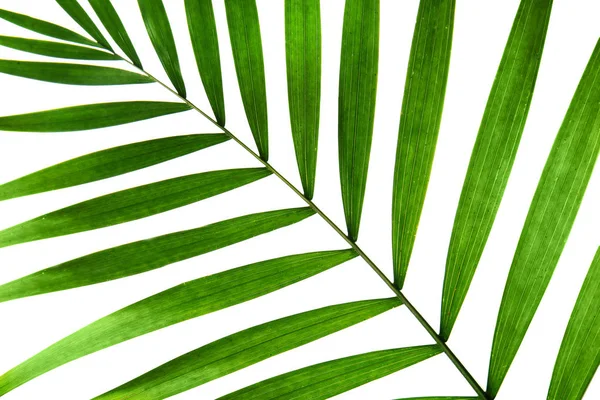 Зелений palm leaf — стокове фото