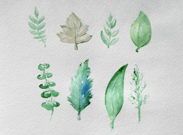 Pintura aquarela de folhas na folha de álbum — Fotografia de Stock