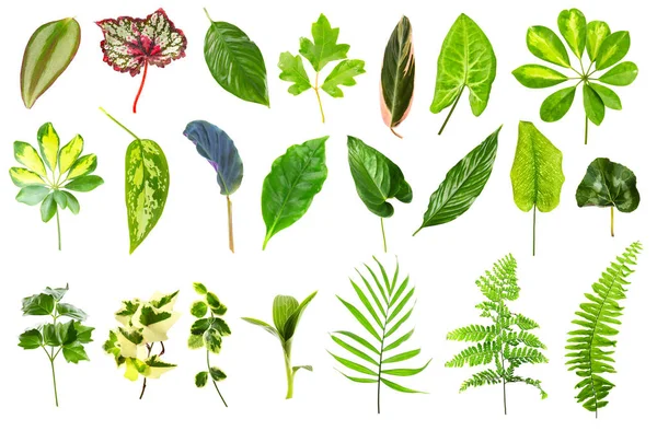 Folhas diferentes de plantas de sala — Fotografia de Stock