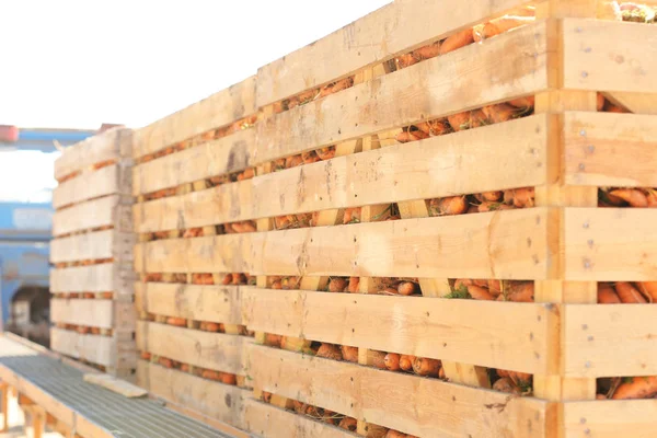 Cajas de madera con cebolla — Foto de Stock