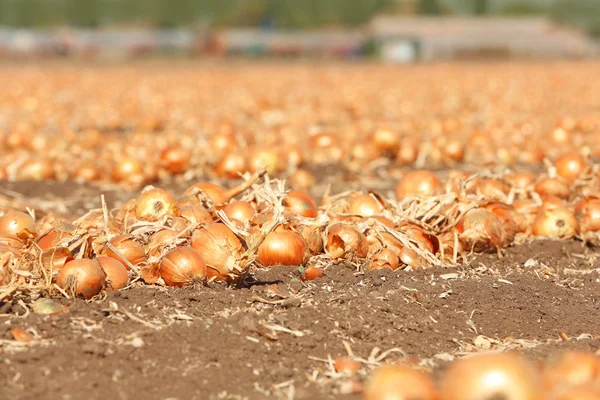Campo com cebola para colheita — Fotografia de Stock