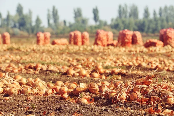 Campo con cebollas para la cosecha — Foto de Stock