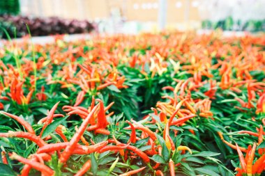Chili peppers, sera