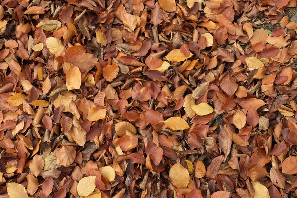 Fallen autumn leaves — Stock Photo, Image