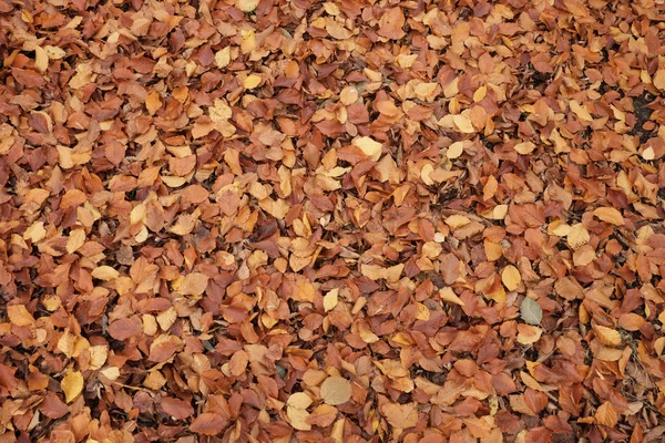 Fallen autumn leaves — Stock Photo, Image