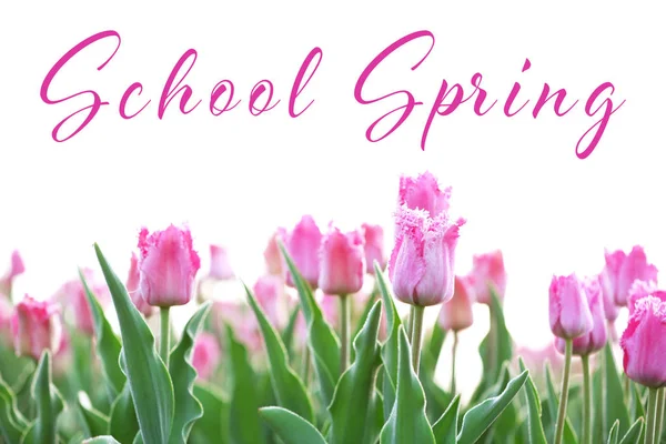 Text SCHOOL SPRING and flowers on white background. Additional education concept — Stock Photo, Image