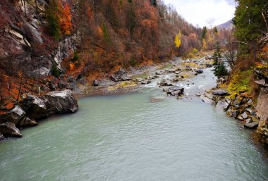 Dağ nehri ormandan akıyor