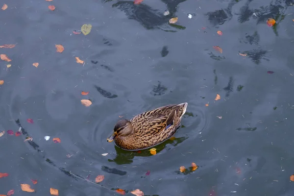 Single wild duck in pond — Stock Photo, Image