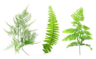 Farklı houseplants yaprakları seti
