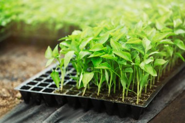 Plastik kap içinde fidan