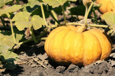 Alanında taze kabak