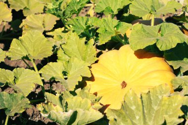 Alanında taze kabak