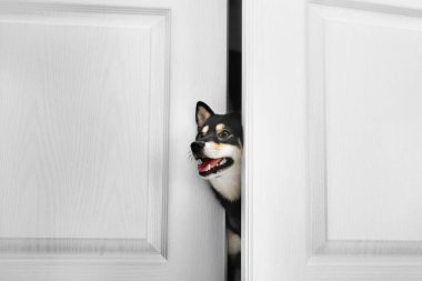 Shiba Inu köpek