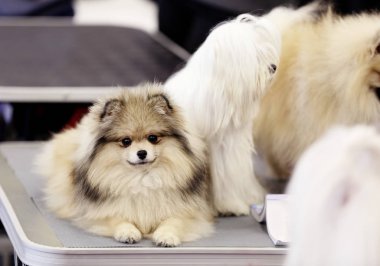 Şirin kabarık kucak-köpekler 