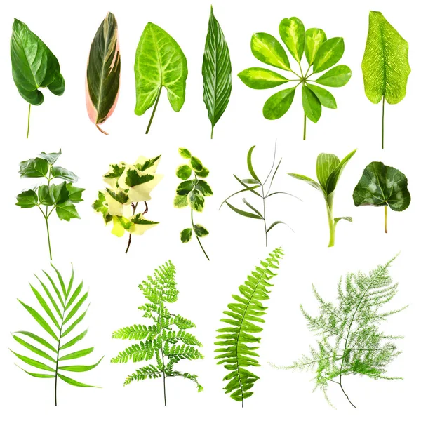 Набор различных листьев комнатных растений — стоковое фото