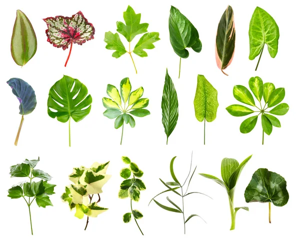 Zestaw różnych liści roślin doniczowych — Zdjęcie stockowe