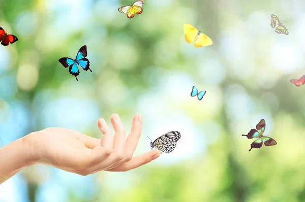 Kvinnlig hand och fjärilar — Stockfoto