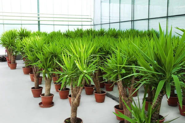 Az üvegházhatást okozó növények — Stock Fotó
