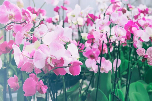 Красиві квіти в теплиці — стокове фото