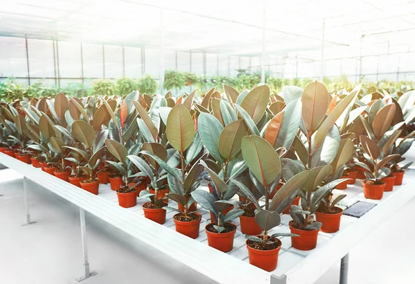 온실에서 아름 다운 식물 — 스톡 사진