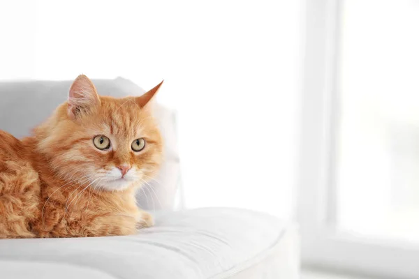 红色只毛绒绒的猫 — 图库照片