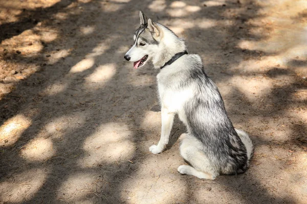 Siberian Husky i park — Stockfoto