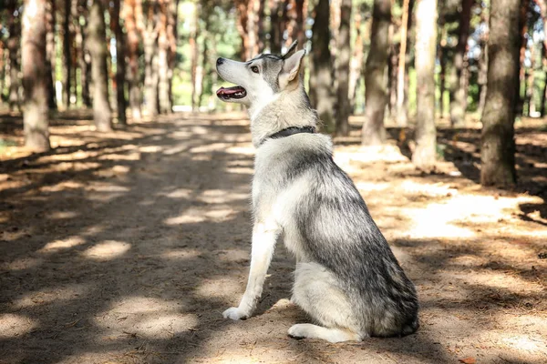 Siberian husky in park — Stock Photo, Image