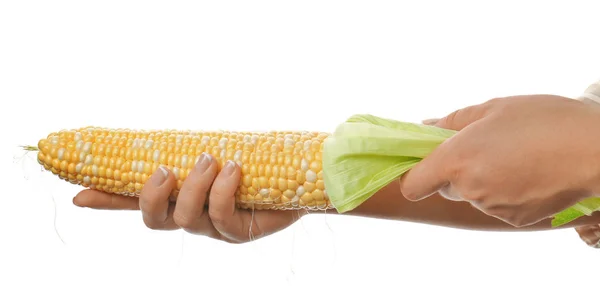 Mains féminines tenant du maïs — Photo