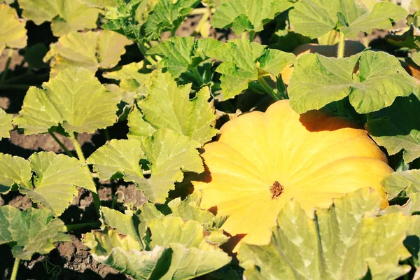 Alanında taze kabak