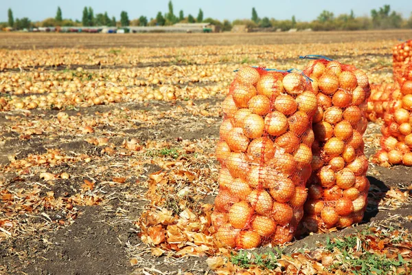 Campo com cebola em sacos de malha — Fotografia de Stock