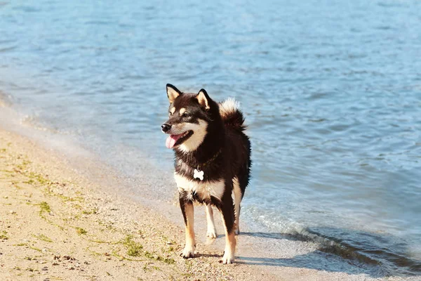 Shiba inu σκυλί — Φωτογραφία Αρχείου