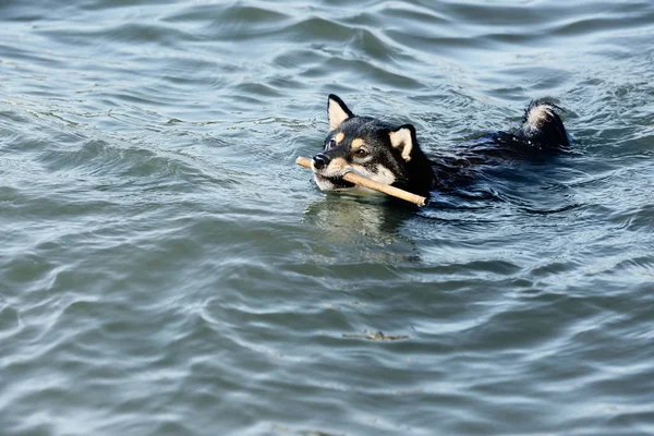 Shiba inu chien — Photo