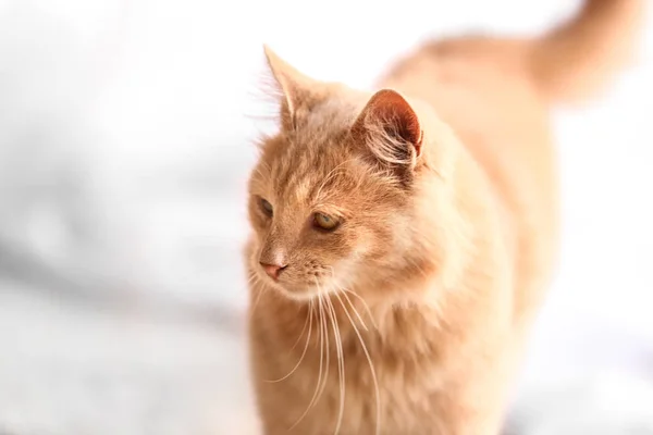 귀여운 웃 긴 고양이 — 스톡 사진
