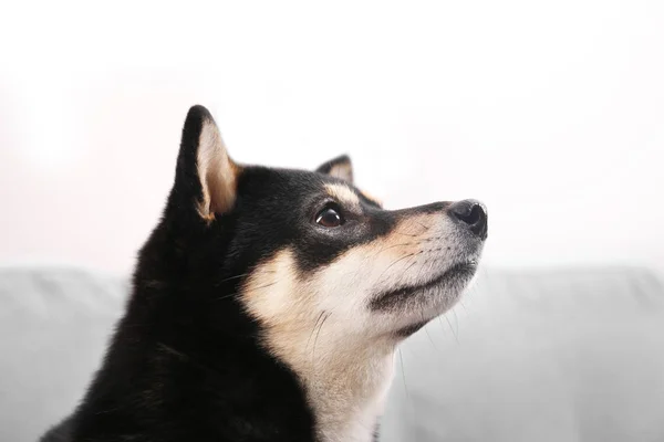 Χαριτωμένος σκύλος Shiba inu — Φωτογραφία Αρχείου