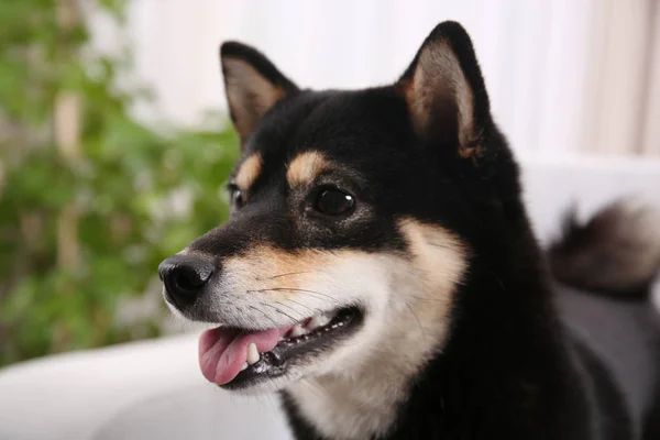 Carino Shiba inu cane — Foto Stock