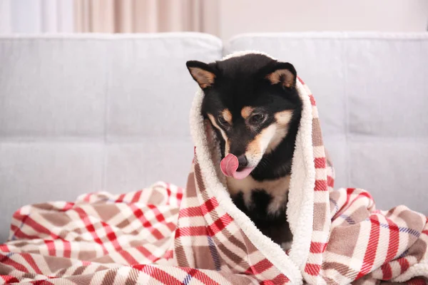 Χαριτωμένος σκύλος Shiba inu — Φωτογραφία Αρχείου