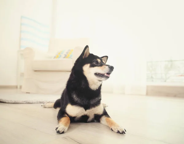 Sød shiba inu hund - Stock-foto