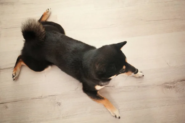Süßer shiba inu Hund — Stockfoto